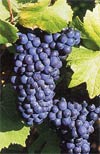 Cépage de champagne - Le Pinot Noir