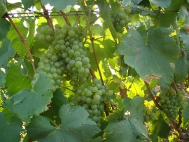 Champagne James VRAYET - Chardonnay