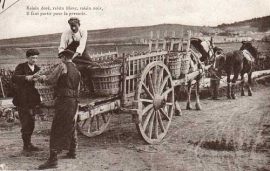 Champagne James VRAYET - Photo ancienne 03