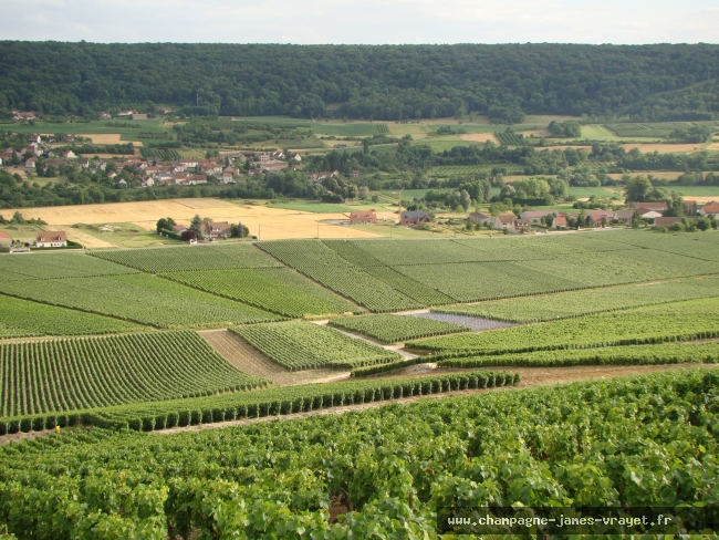 Producteur Champagne James VRAYET - Vente en ligne - Champagne Rosé Brut