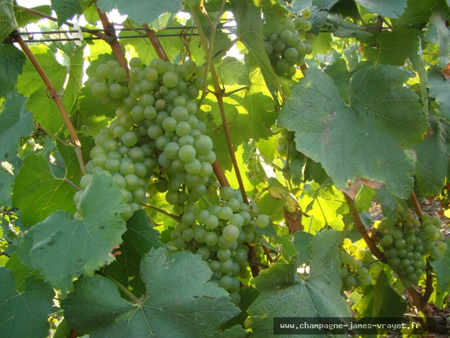 Producteur Champagne James VRAYET - Vente en ligne - Champagne Rosé Brut